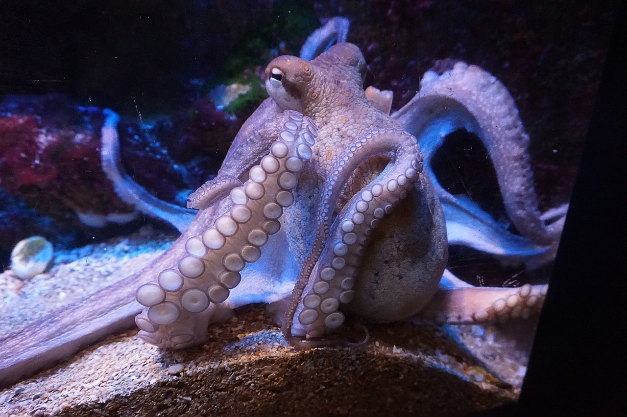 Les scientifiques s'inspirent des tentacules et ventouses du poulpe