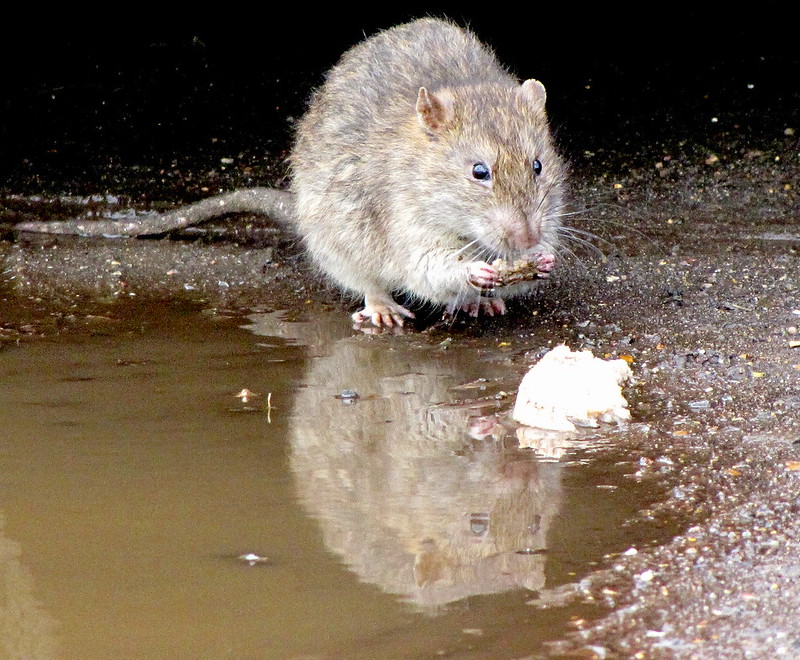 Le rat, animal très présent dans les grandes villes du monde