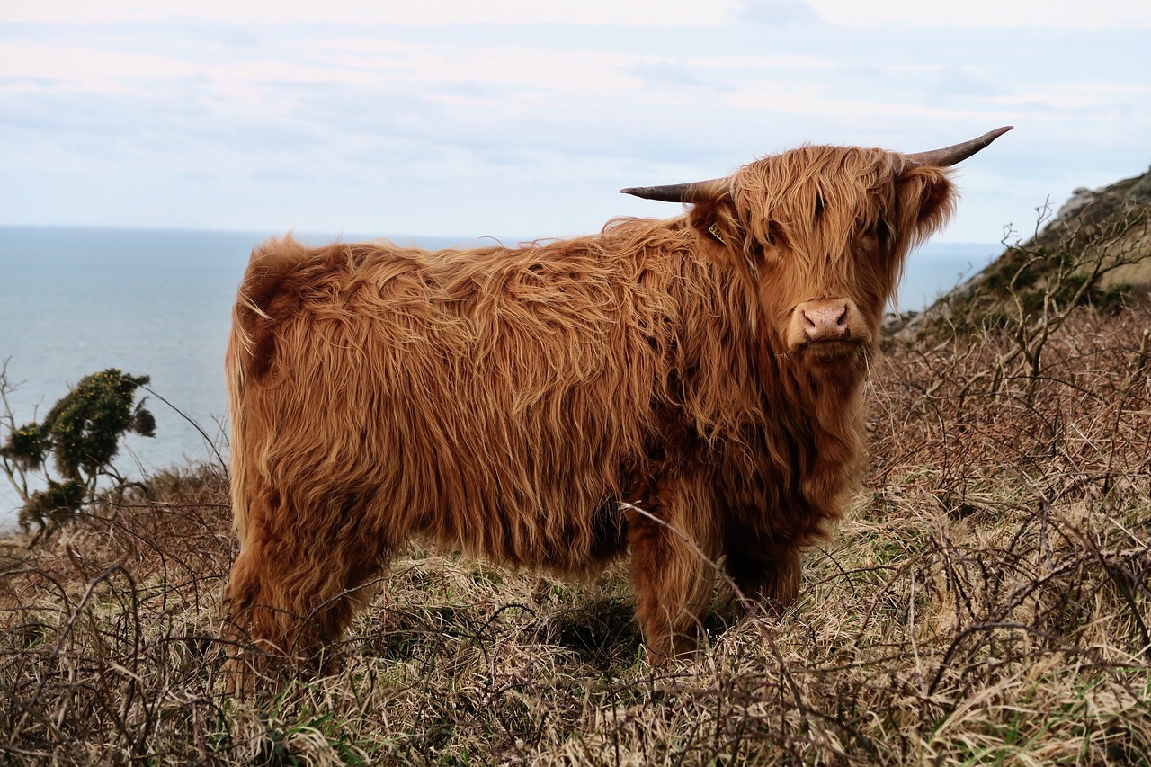 La vache Highland, animal emblématique d'Ecosse