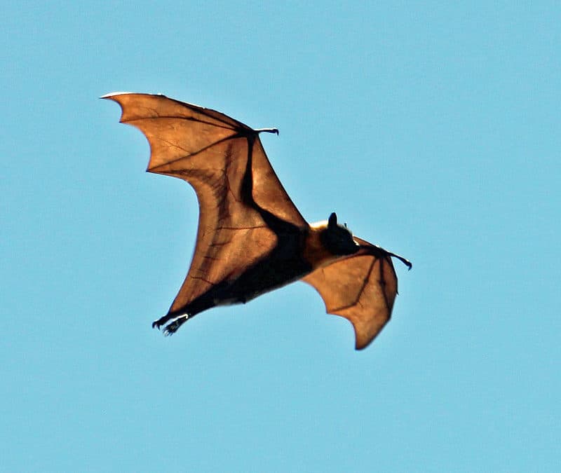 Ces animaux qui volent mais qui ne sont pas des oiseaux