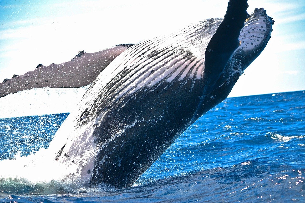 La pollution sonore peut entrainer la mort de certaines baleines