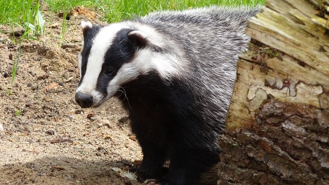 Le blaireau est le plus gros mustélidé carnivore de France