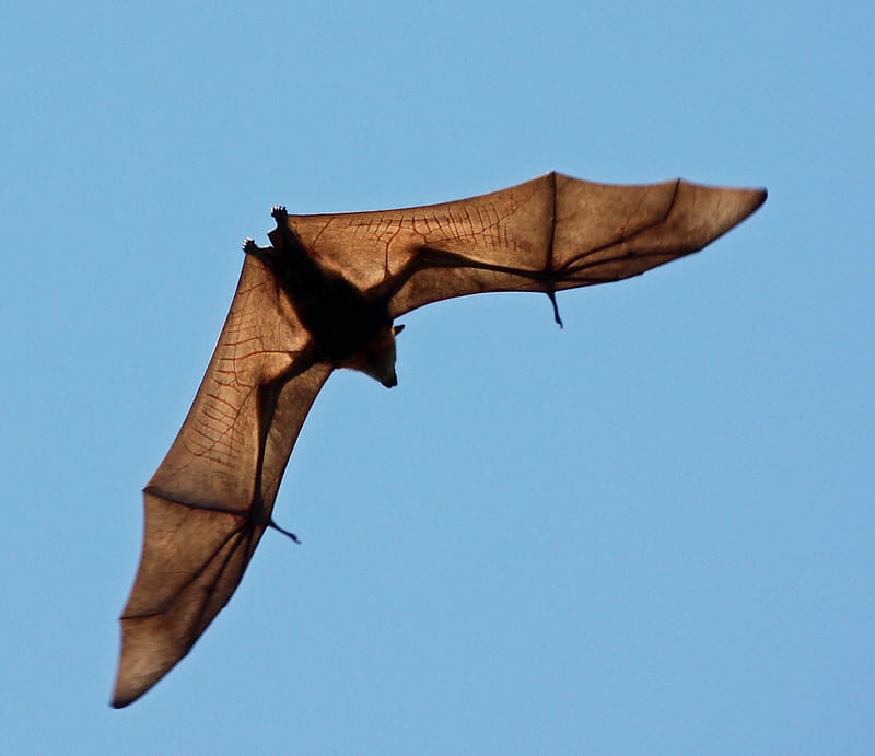 La chauve souris, seul mammifère capable de voler