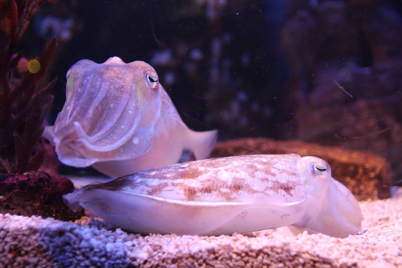 Quelles différences entre la seiche et le calmar ?