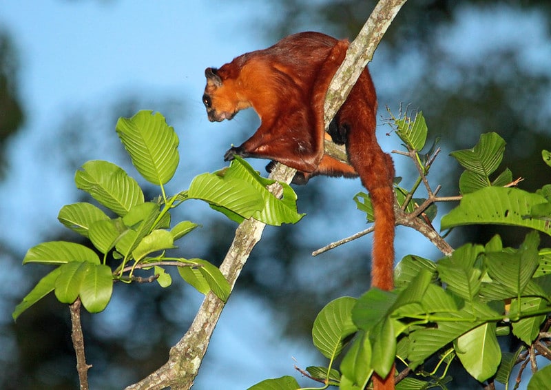 L'écureuil volant plane d'arbre en arbre grâce à sa membrane (patagium)