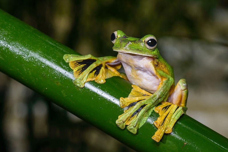 La grenouille volante utilise ses grandes pattes palmées pour voler, planer