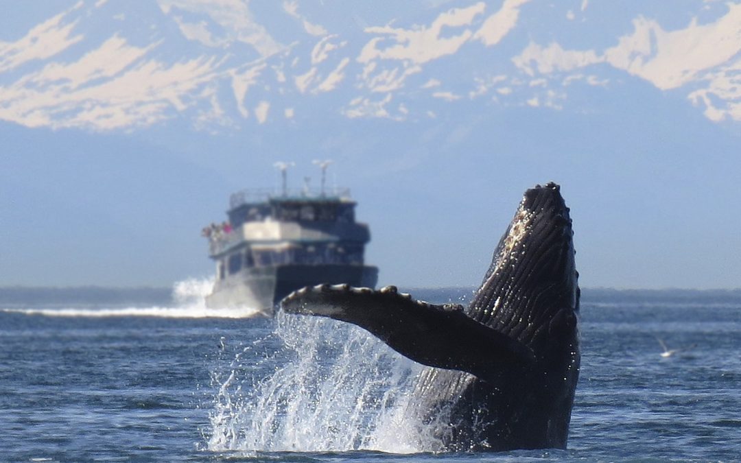 L’impact de la pollution sonore chez les baleines