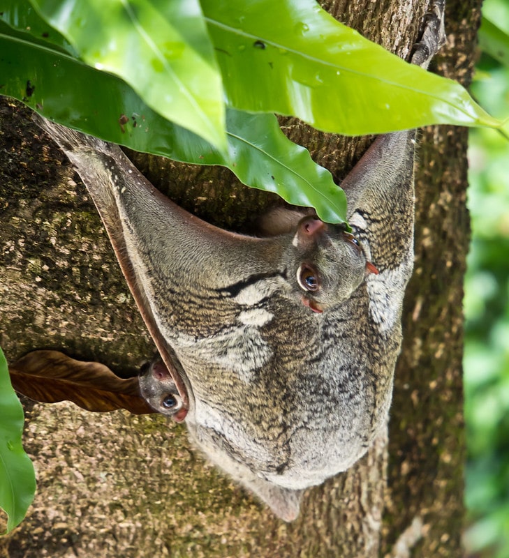 Le lémur volant utilise sa large membrane de peau pour voler ou planer