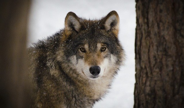 Qui sont les carnivores de France métropolitaine ?