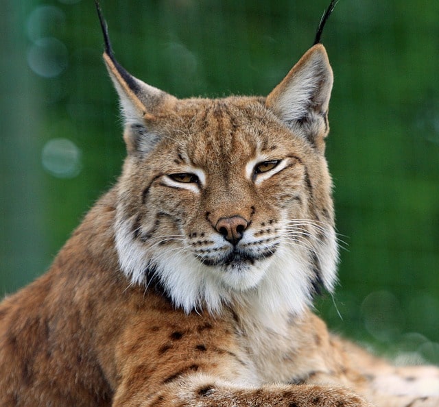 Le lynx boréal est le plus gros félin sauvage de France
