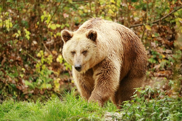 L'ours est le plus grand carnivore vivant en France