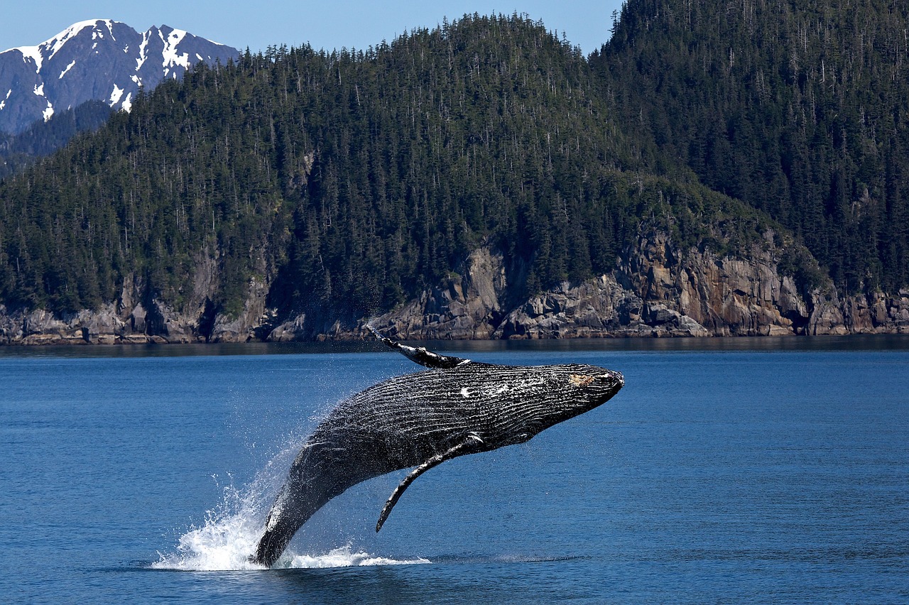 Les baleines utilisent différents sons pour communiquer