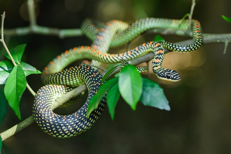 Les serpents volants modifient la forme de leur corps pour pouvoir planer 