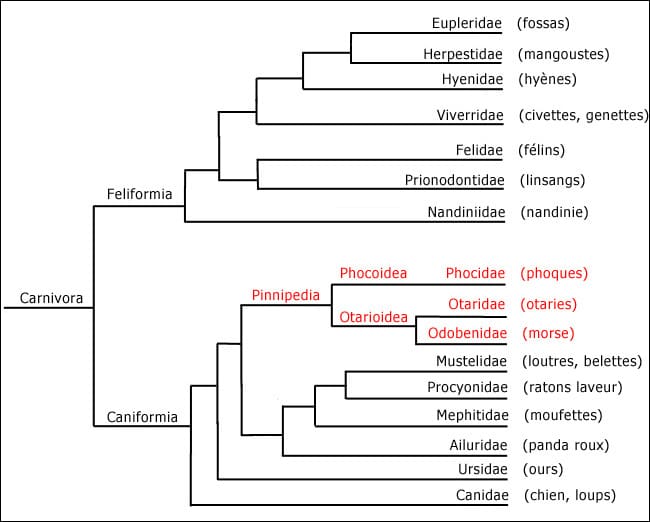 Arbre phylogénétique des Carnivores