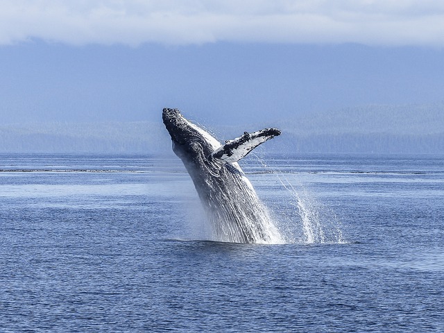 La baleine à bosse, mammifère marin qui parcourt des milliers de km chaque année