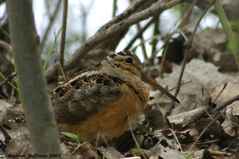 La bécasse d'Amérique est l'oiseau le plus lent au monde