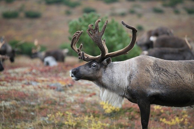 Le caribou de Grant est le mammifère terrestre qui effectue la plus grande migration