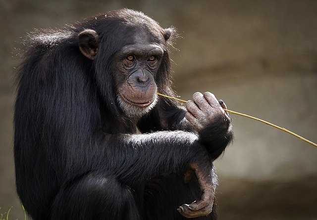 Le chimpanzé, un Grand Singe très proche de l'Homme