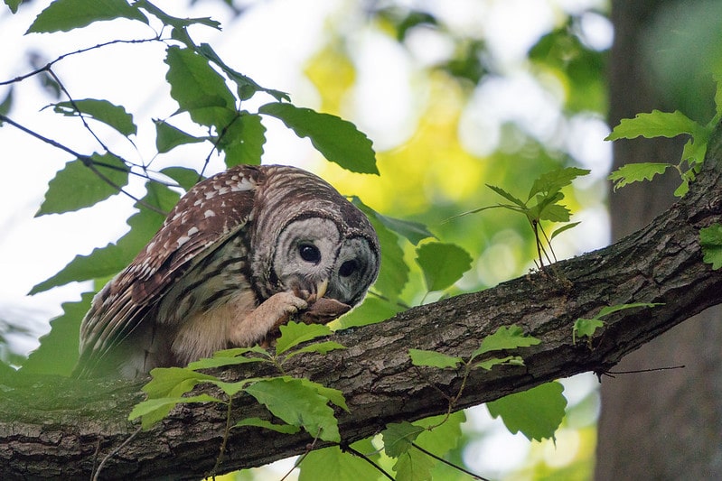 La chouette est carnivore mais ne fait pas partie de l'Ordre des Carnivores