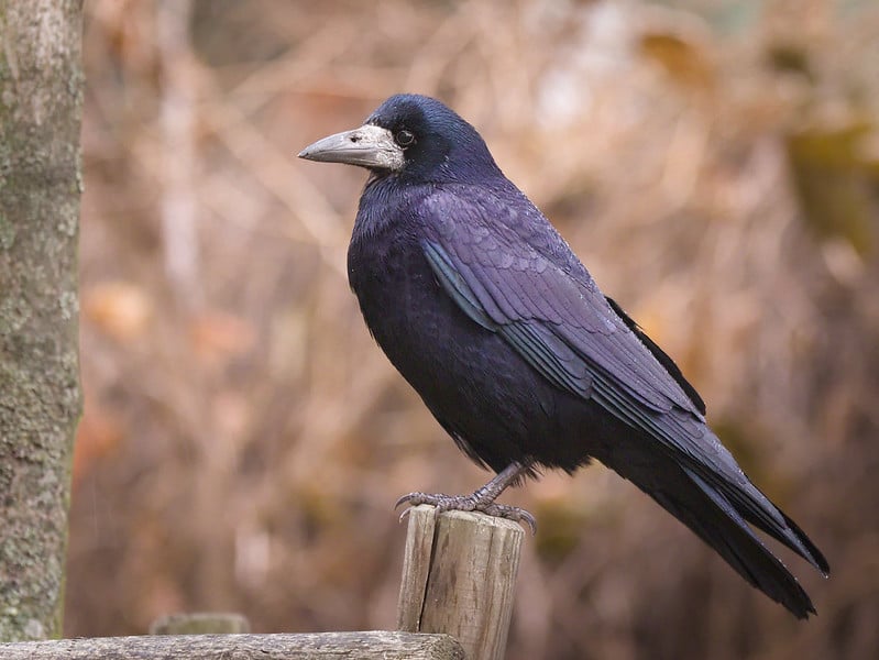 Le corbeau freux est plus grand que la corneille noire