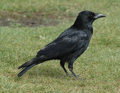 Une corneille noire, oiseau très intelligent