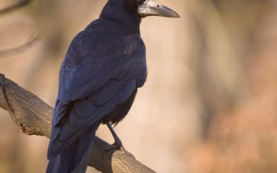 Quelles différences entre corbeau et corneille ?