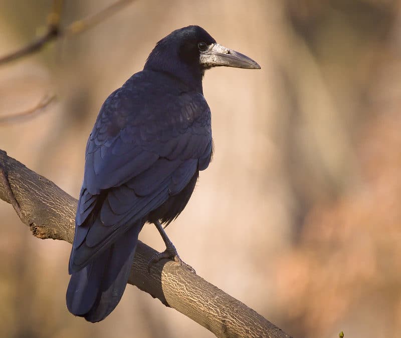 Quelles différences entre corbeau et corneille ?