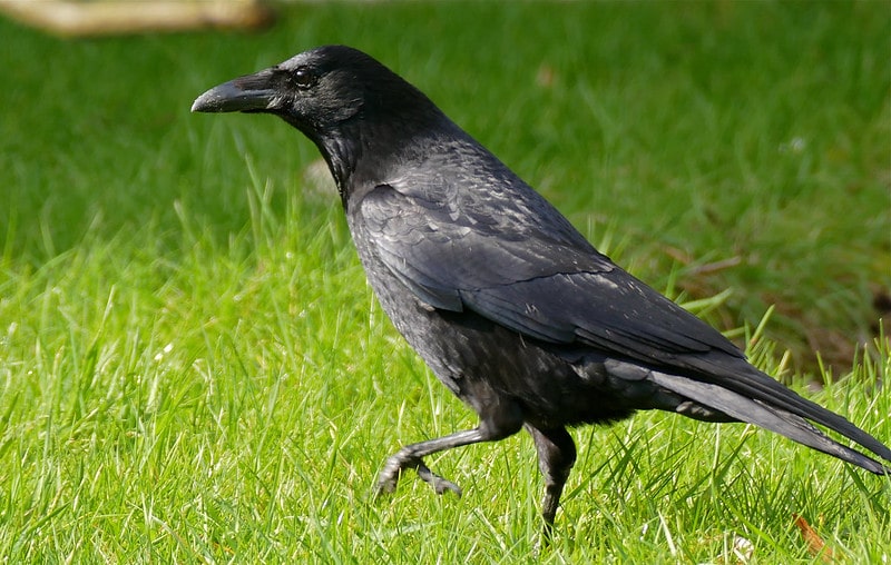 La corneille sautille pour se déplacer, le corbeau marche