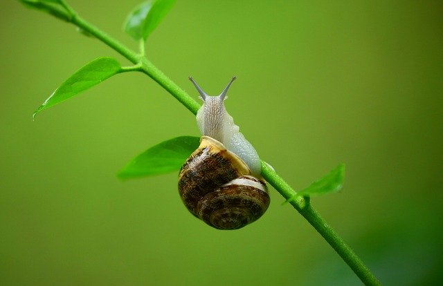 L'escargot est un des animaux terrestres les plus lents au monde