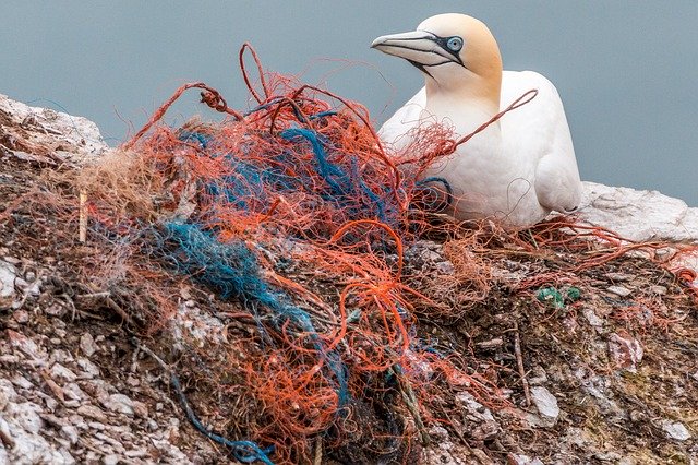 Les filets de pêches sont des pièges mortels pour les animaux marins