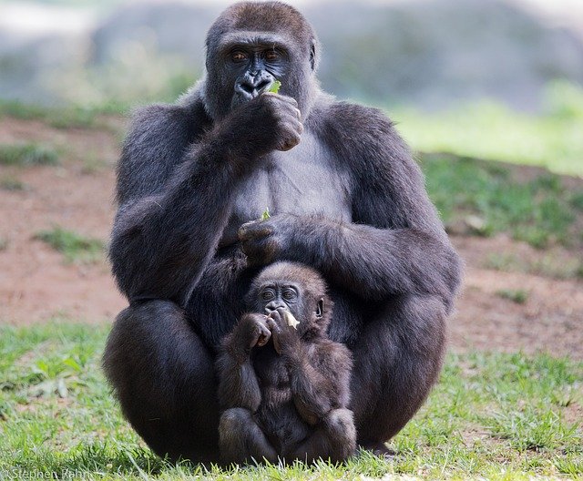 Le gorille est le plus imposant des Grands Singes