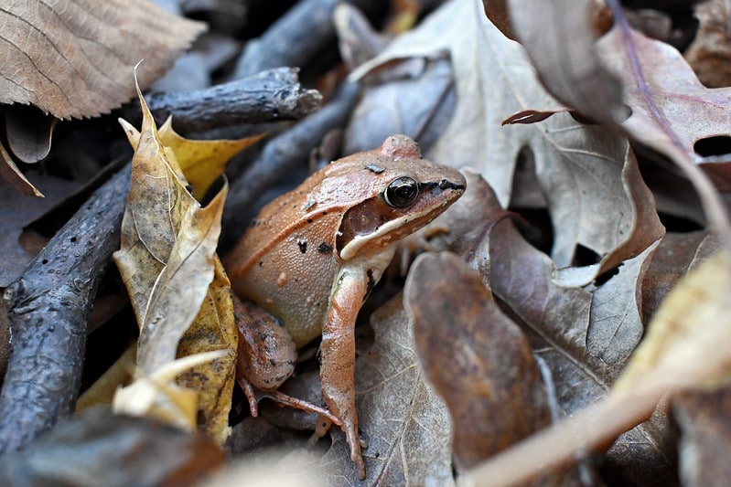 Certains amphibiens hibernent comme la grenouille des bois