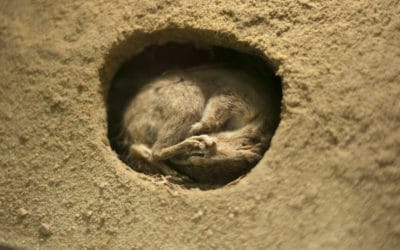 Ces animaux qui hibernent pour survivre à l’hiver