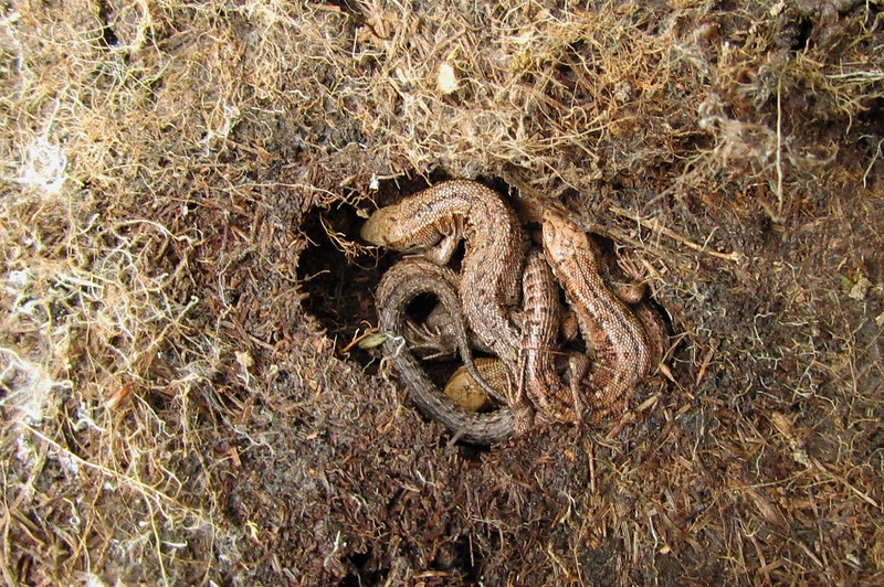 Certains reptiles hibernent comme les serpents