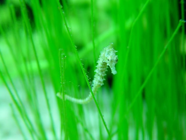 L'hippocampe est le poisson le plus lent au monde