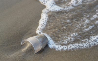 Quel impact a la pollution plastique sur la faune marine ?