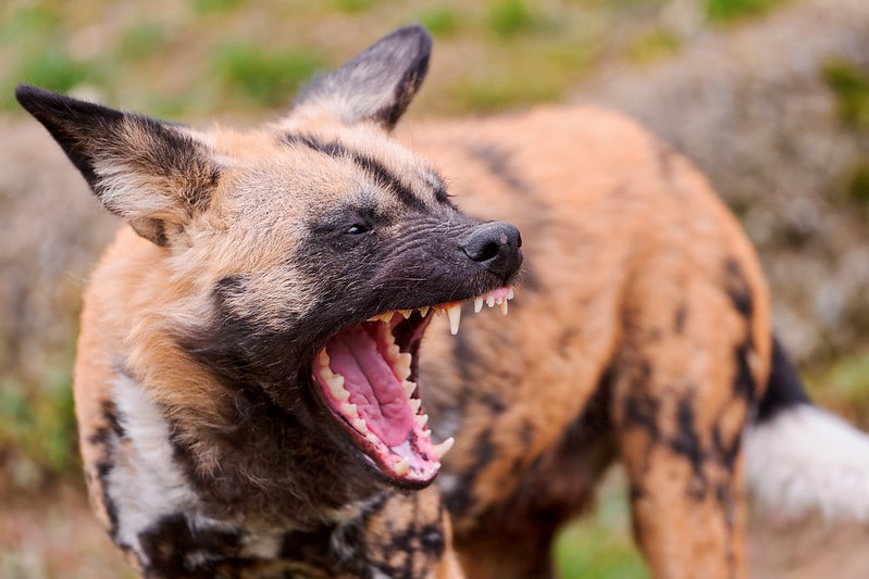 Tous les Carnivores possèdent des carnassières, molaires pointues et tranchantes