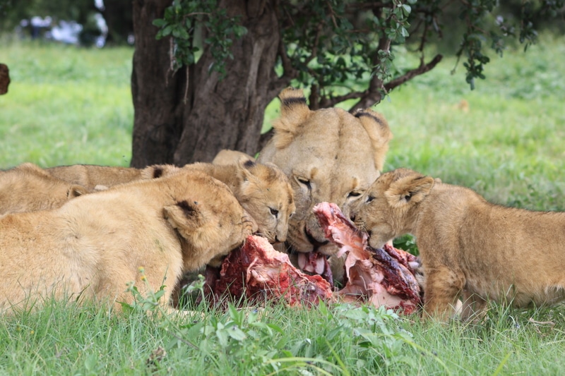 Le lion est un carnivore strict, il ne mange que de la viande