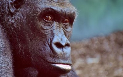 Qui sont les Grands Singes ? Découvrez la liste –