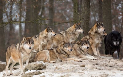 Comment fonctionne une meute de loups ?