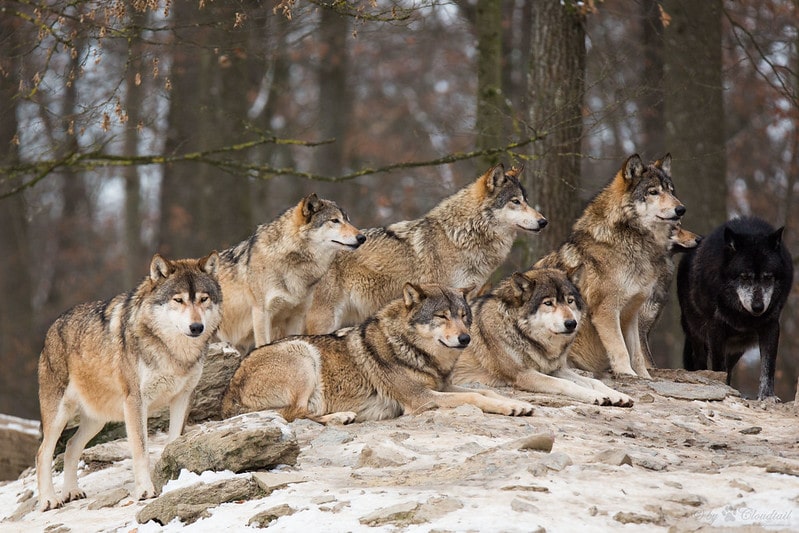 La plus grande meute de loups d'Europe