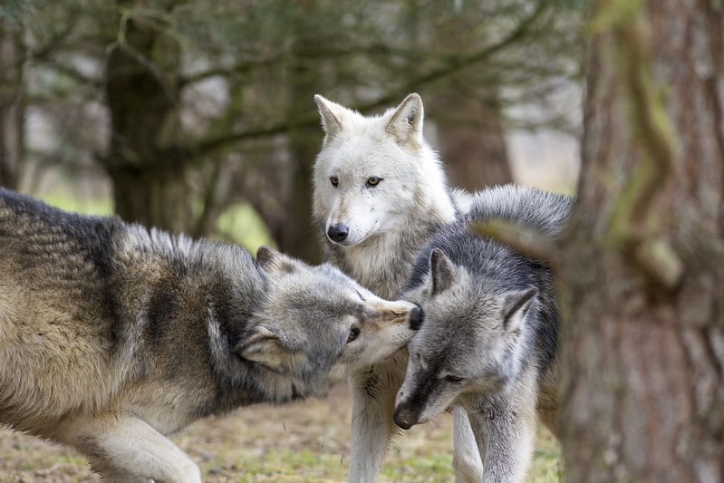une hiérarchie et des comportements agressifs chez les loups
