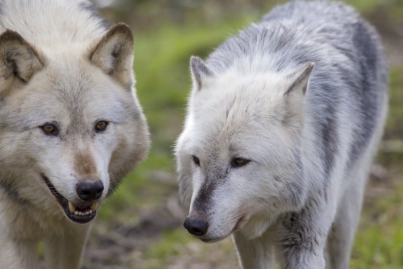 Les interactions sociales au sein d'une meute de loups