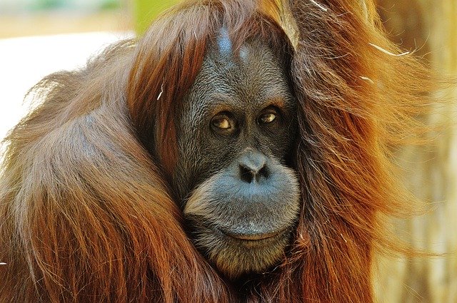 L'orang-outan fait partie des grands singes