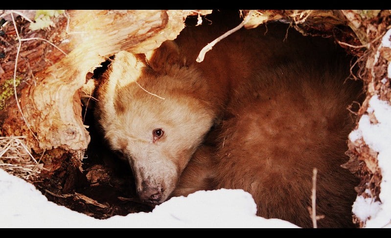 L'ours brun hiverne mais n'hiberne pas