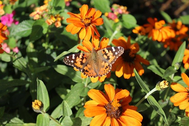 La belle dame, papillon migrateur qui migre sur 15 000 km