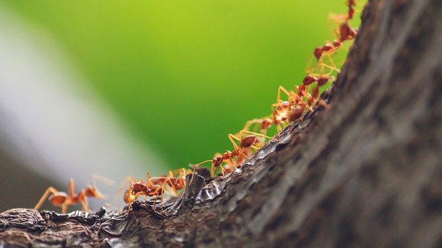 Les insectes comme les fourmis se repèrent dans leur environnement