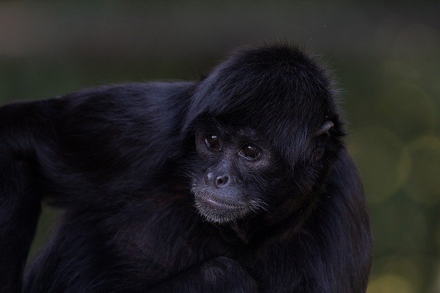 Le siamang et le gibbon font partie des Grands Singes