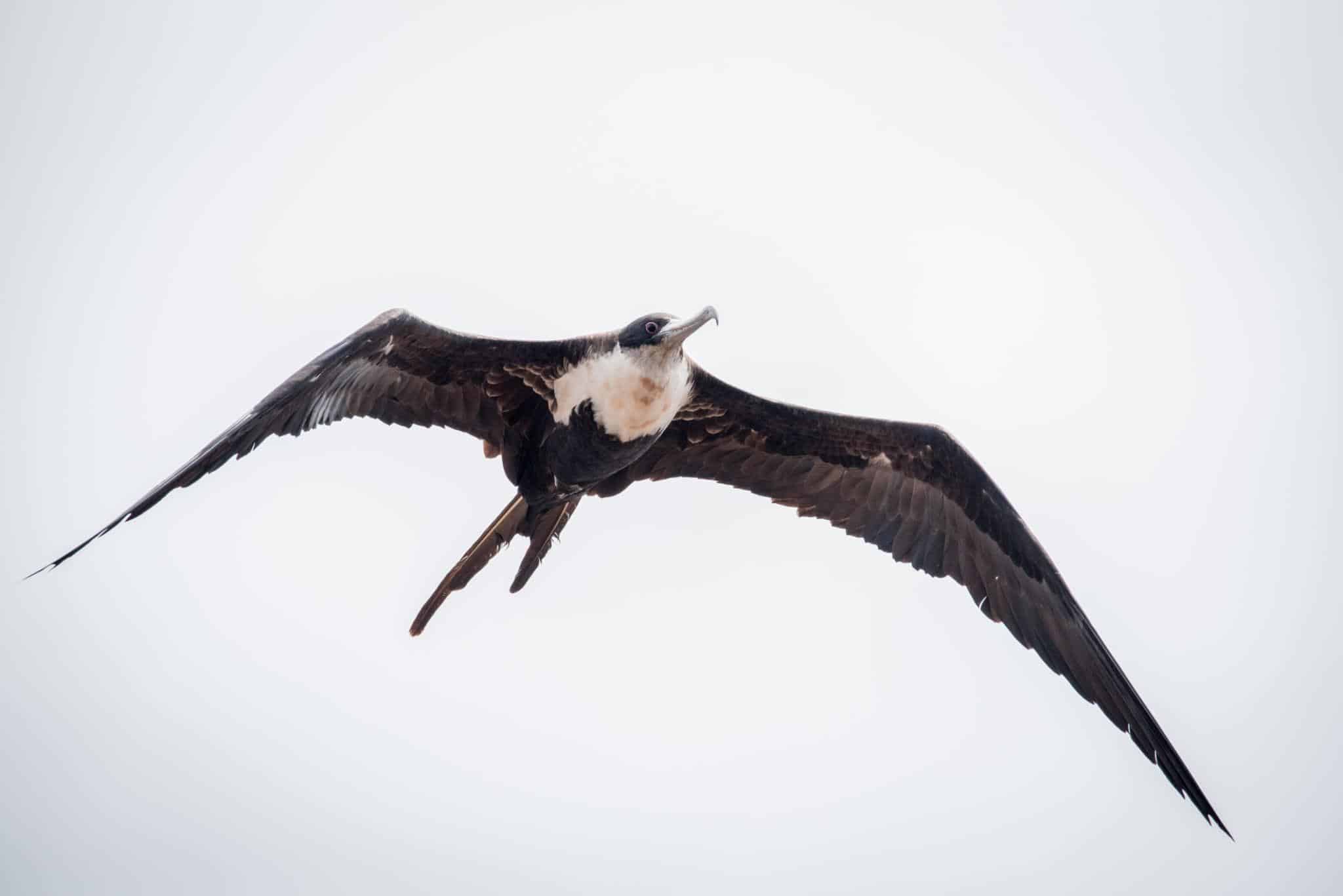 Une frégate : un oiseau capable de dormir en volant