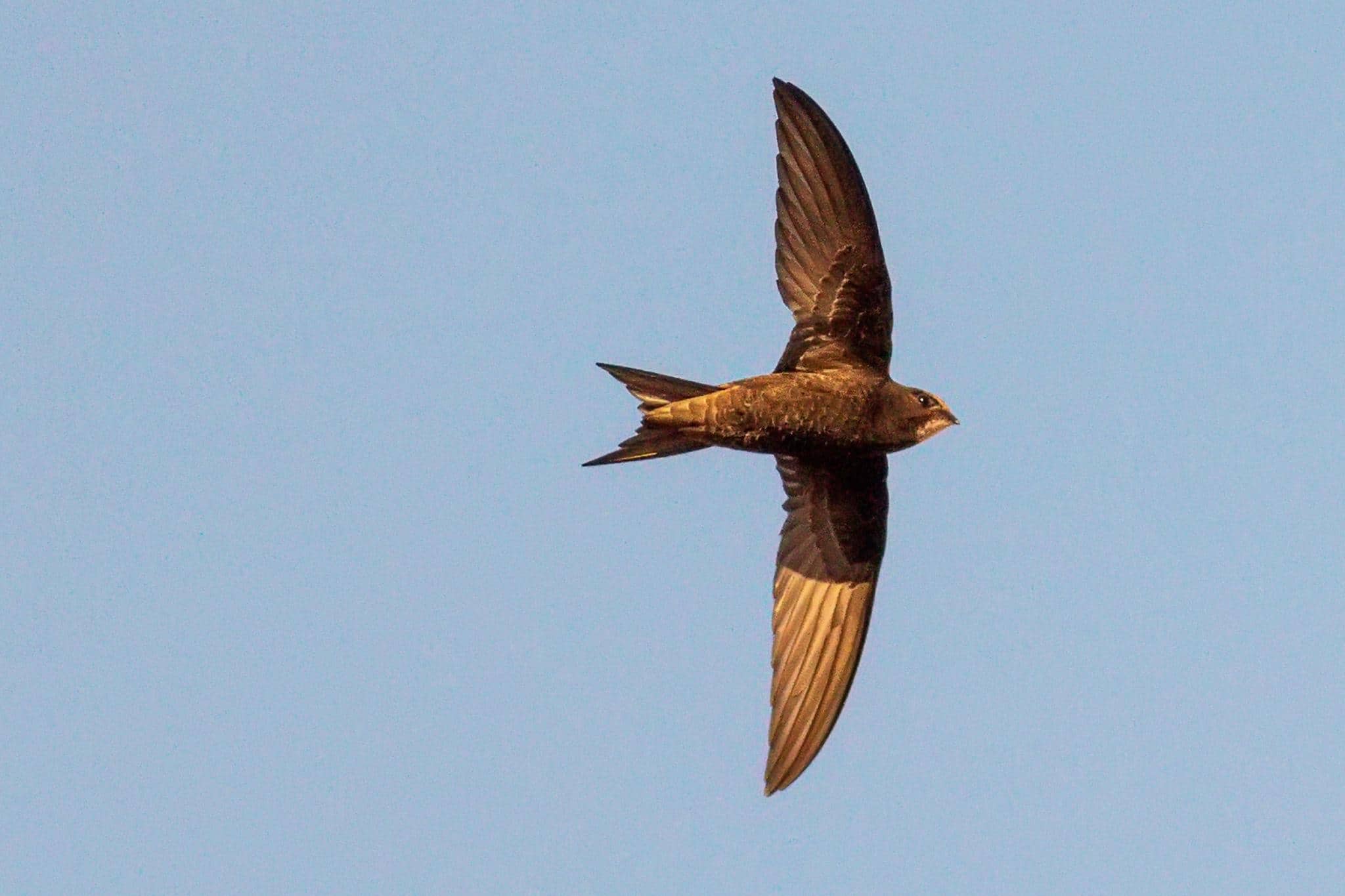 Le martinet noir fait parti des oiseaux les plus rapides de la planète